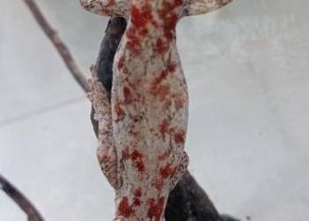 Piękny Gekon Gargulcowy Pawik.pl Karolina Park Piętro 1