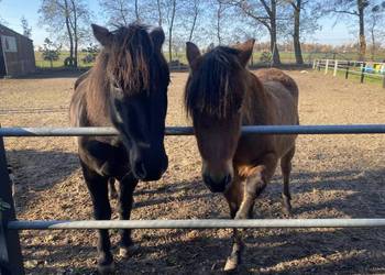 Sprzedam dwie klacze huculskie – 8 i 10 lat