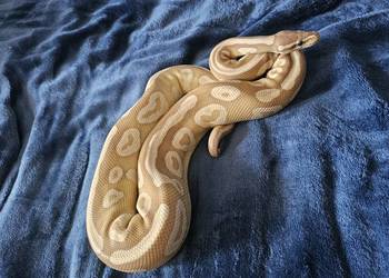 Samiec Pyton królewski python regius banana mojave