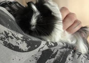 Świnka morska samiec