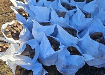 Sosna galeziowka pocięta