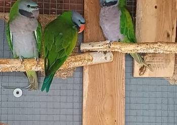 Aleksandretta Chińska