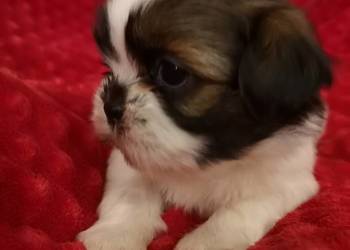 Śliczny ** PIESEK** rasy Shih tzu - piękny szczeniaczek