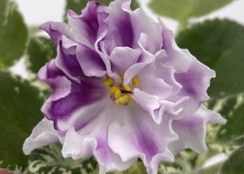 Fiołek afrykański kwitnąca sadzonka