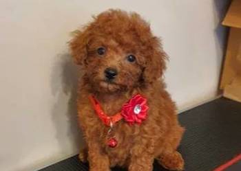 Pudel Toy,pudelek red śliczna suczka