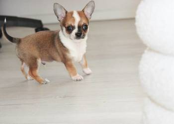 Chihuahua ZKwP FCI z prawdziwym rodowodem!