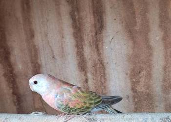 Lilianka Opaline Pale fallow