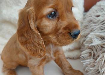 Cocker spaniel angielski