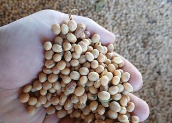 Soja czyszczona magnolia apolina