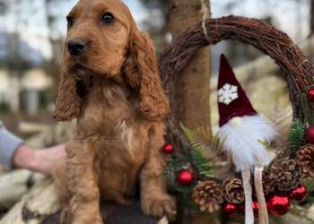 Piękny złoty piesek Cocker Spaniel Angielski z rodowodem wielopokoleniowym