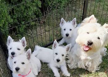 Do odbioru piesek suczka po Championach West Highland White terrier FCI