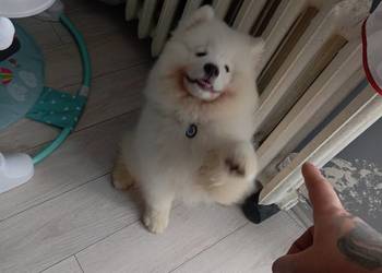 Szczeniak rasy samoyed