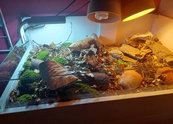 Terrarium rzemieślnicze dla żółwia lądowego