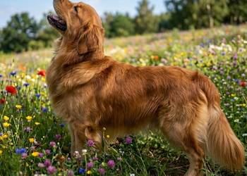 Szczeniak Golden Retriever