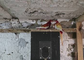 Rozella białolica rubino para