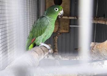 Amazonka Skromna (Mączna)