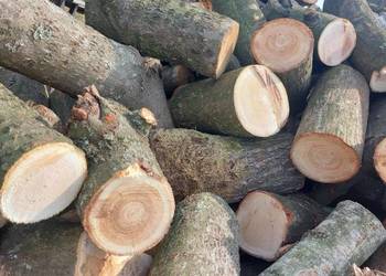 Gałeziówka liściasta