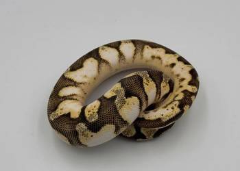 Pastel Enchi Orange dream Sugar Yellow belly Pyton królewski / regius wąż