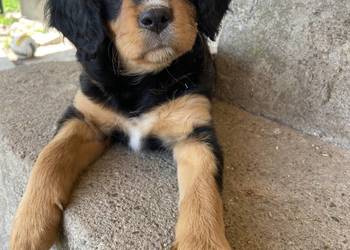 Piękne suczki-cavalier king charles spaniel