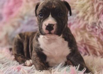 Amstaff suczki i pieski szczeniaki