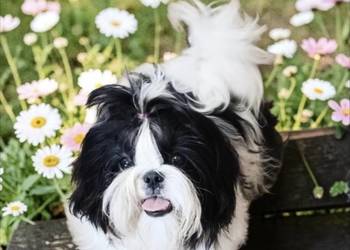 Suczki Shih tzu FCI
