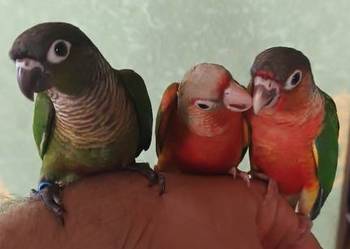 Papugi Rudosterki Ręcznie karmione