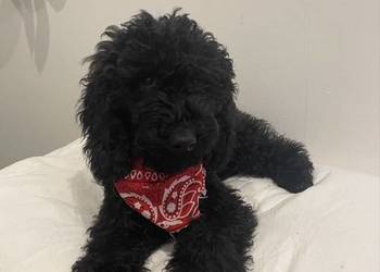 Pudel Miniaturowy piesek Danio