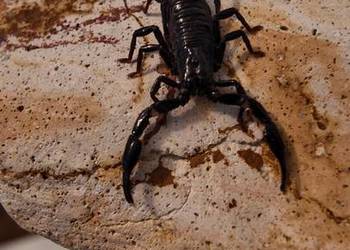 Heterometrus spinifer