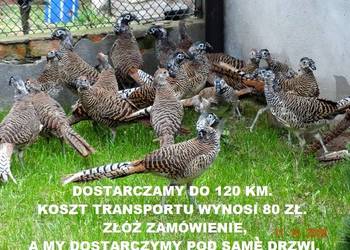 Sprzedam Bażanty Diamentowe (Bażant) z 2025 - Samce i Samice