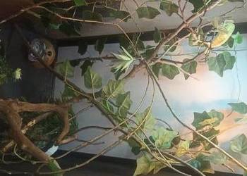 Kameleon jemeński z terrarium