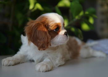 Szczenięta Cavalier King Charles Spaniel
