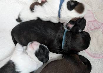 Szczenięta shih tzu z genem blue