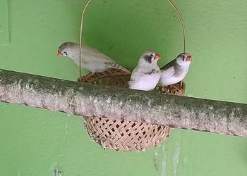 Zeberki austraulijskie