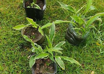 Hosta Stiletto