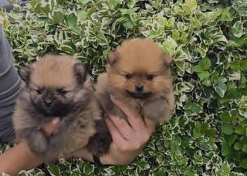 Szpic miniaturowy pomeranian