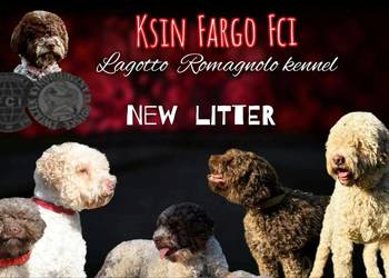 Lagotto Romagnolo