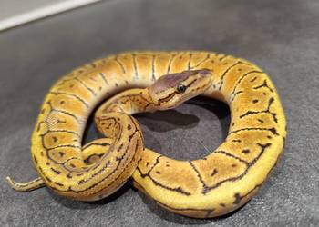 Samiczka młoda pyton królewski