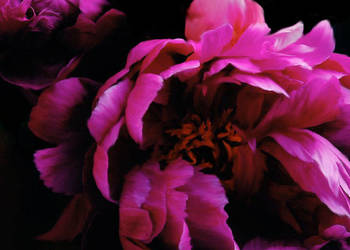 Malowanie obrazów na zamówienie Malowanie obrazów na zamówienie