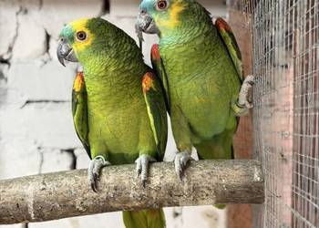 Amazonki Niebieskoczelne