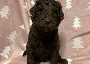 Brązowy Samiec Aussiedoodle