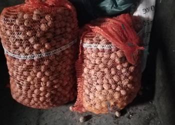 Orzechy włoskie suche