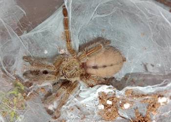 Ptasznik psalmopoeus cambridgei około 2 dc