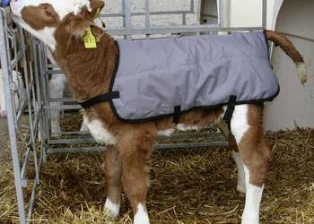 Okrycie dla cieląt, 70 cm VV14155