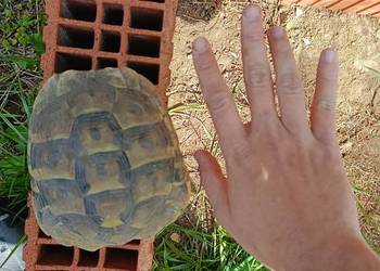 Żółw Grecki Samiec