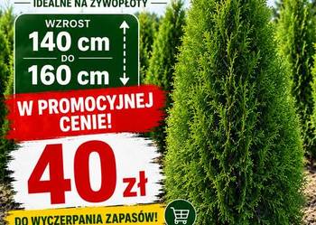 Thuja Smaragd 140 cm Szkółka roślin- Producent
