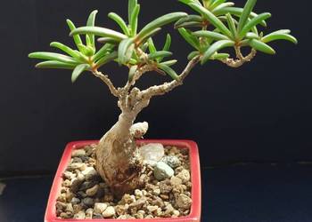 Sukulent bonsai Delosperna bosseranum doniczka ceramiczna YIXING dekoracja