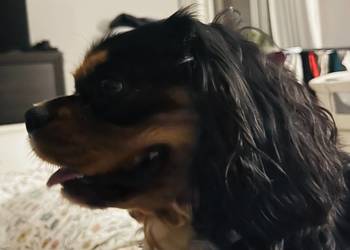 Cavalier King charles spaniel