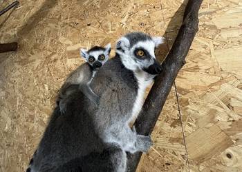 Lemur Katta samica/ samiec