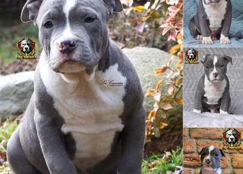 American Staffordshire Terrier Blue Amstaff - Ostatni Samiec