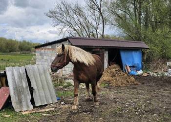 Sprzedam klacz rasy Z K 4 lata spokojna zaprzęgania 12  500